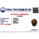 5 Mukhi Nepal Rudraksha – Genuine Panchmukhi Bead with Lab Certificate 5 Mukhi Nepal Rudraksha – Genuine Panchmukhi Bead with Lab Certificate